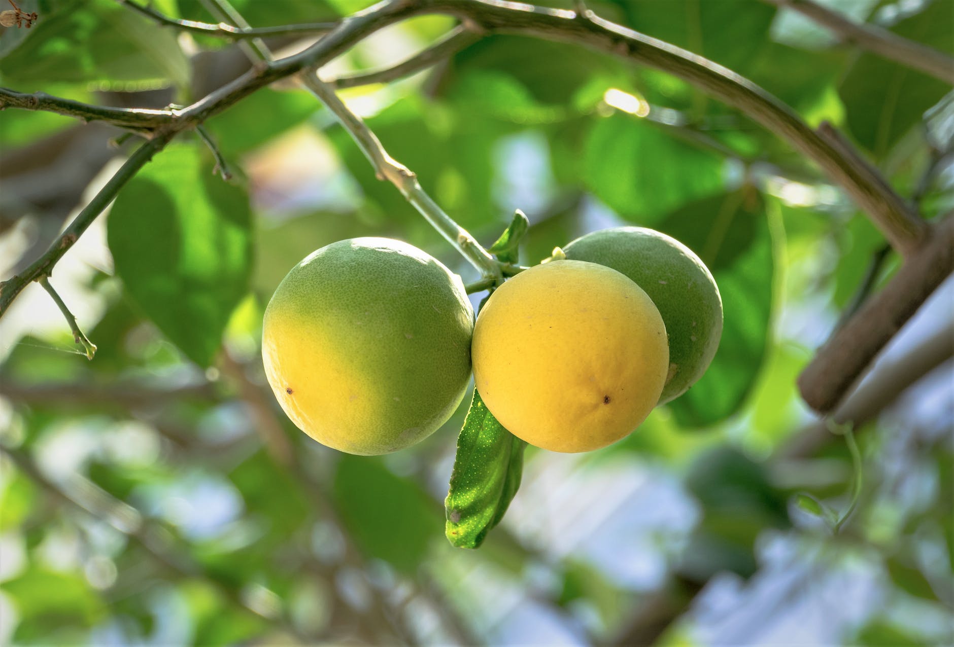 yellow and green round fruits on tree branch