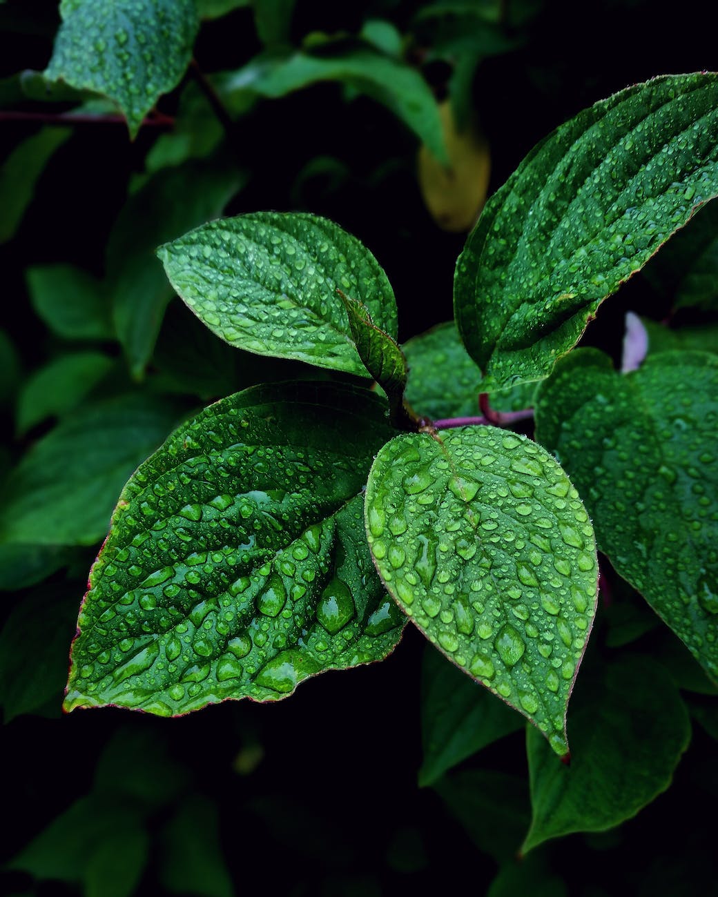 selective focus photography of leaves with water due