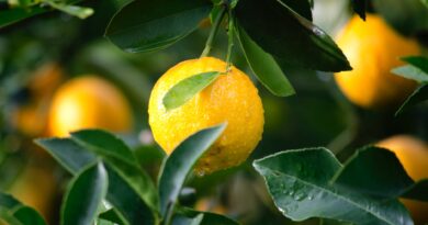 shallow focus photography of yellow lime with green leaves