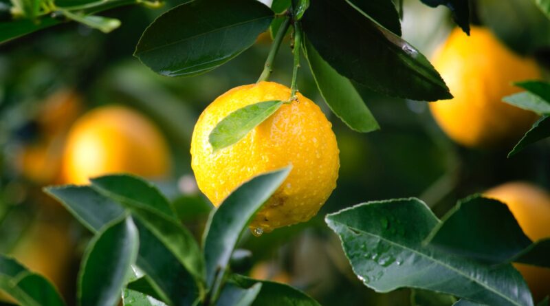 shallow focus photography of yellow lime with green leaves