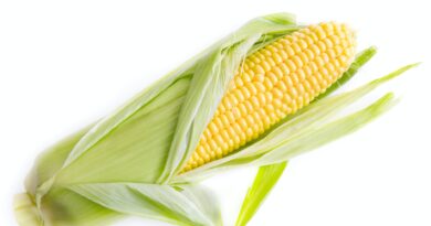 yellow corn