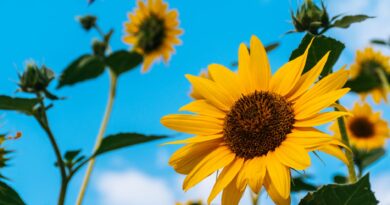 sunflowers