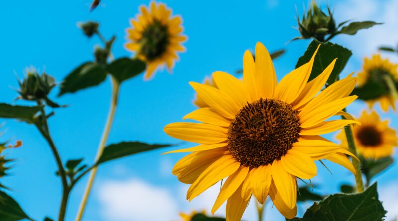 sunflowers