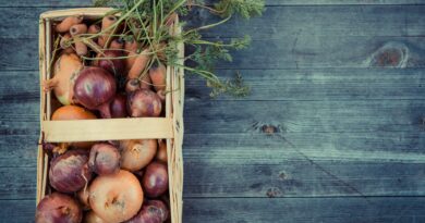 vegetables harvest fresh basket