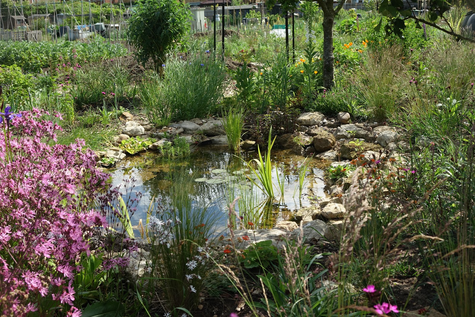 Transforming Your Allotment: The Evolution from Tranquillity to ...