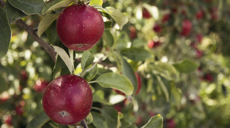 Apple tree