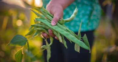 Broad beans