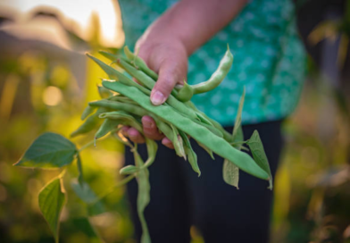 Broad beans