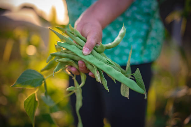 Broad beans