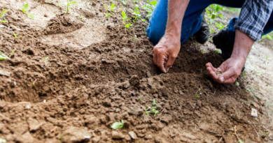 March Allotment Tasks