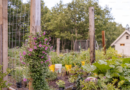 May Allotment