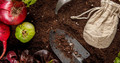 Allotment September Tasks