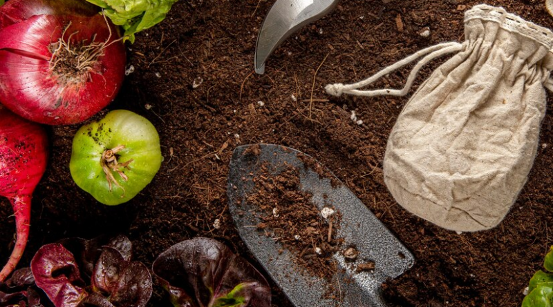 Allotment September Tasks