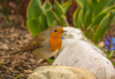 wildlife-friendly allotment