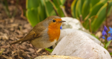 wildlife-friendly allotment