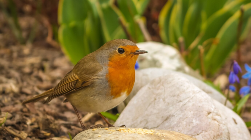 wildlife-friendly allotment