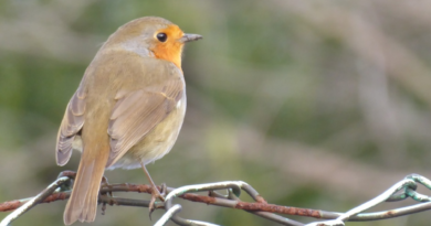 Allotment robin