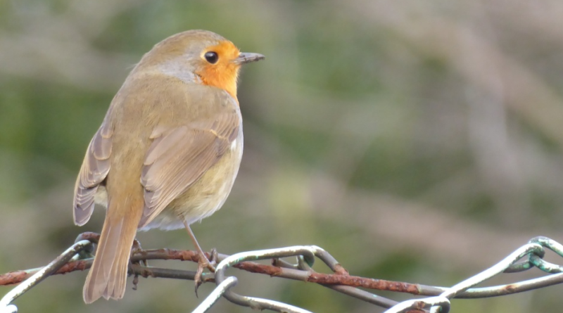 Allotment robin