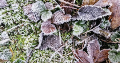 February Allotment Jobs