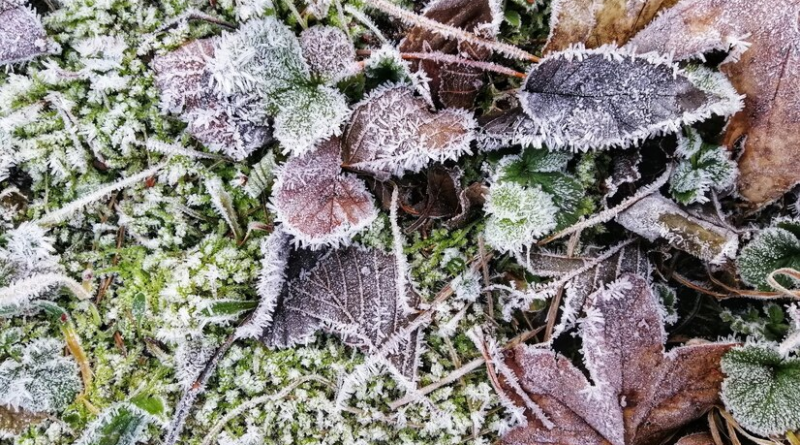 February Allotment Jobs