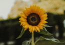 Digging Into June: Essential Allotment Jobs for June