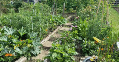 July Allotment Guide