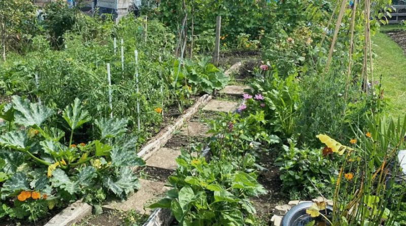July Allotment Guide